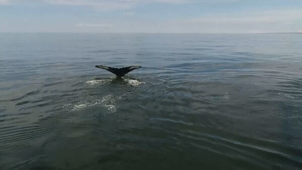 У берегов Камчатки обнаружили 12 горбатых китов. Кадры с дрона - Sputnik Азербайджан