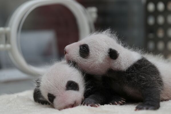 В Китае родились панды-близнецы - Sputnik Азербайджан