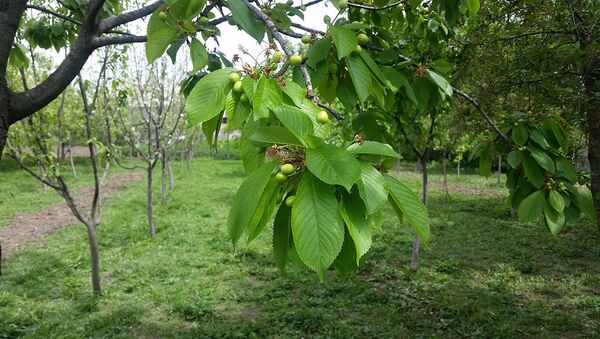В саду растут около 700 деревьев более ста разновидностей - Sputnik Азербайджан
