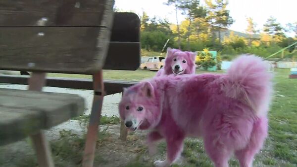 В лесу под Геленджиком волонтеры спасли розовых собак - Sputnik Азербайджан