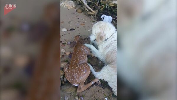 Собака спасла тонувшего олененка - Sputnik Азербайджан