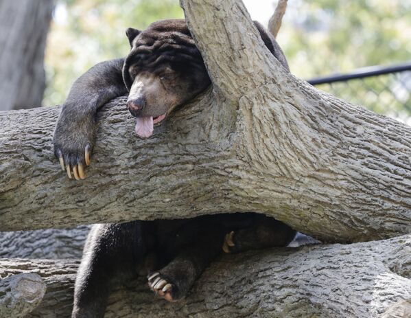 Малайский медведь в зоопарке Генри Дурли в Небраске - Sputnik Азербайджан