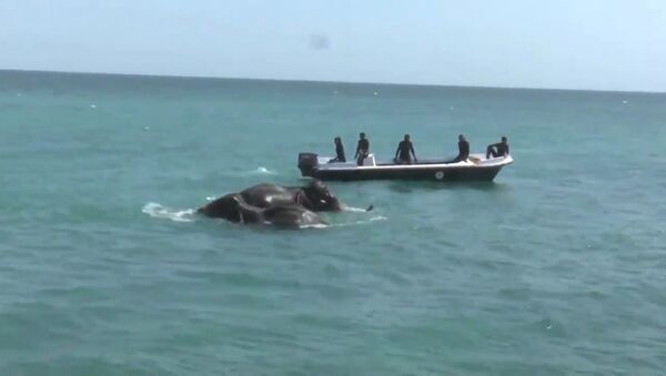 Спасение унесенных в море слонов у берегов Шри-Ланки - Sputnik Азербайджан