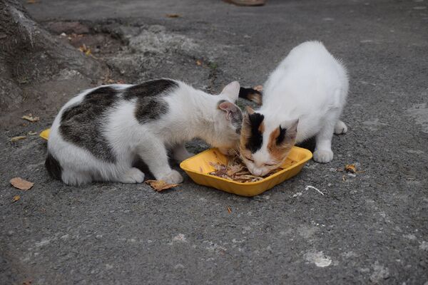 Кошки за которыми ухаживает Арзу Махмудова Кошки за которыми ухаживает Арзу Махмудова - Sputnik Азербайджан