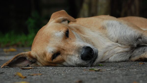 Бездомная собака, фото из архива - Sputnik Азербайджан