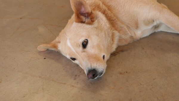 Сбитая собака, фото из архива - Sputnik Азербайджан