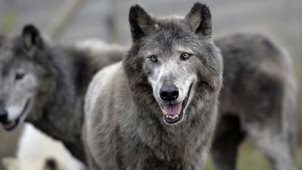 Волки, фото из архива - Sputnik Азербайджан