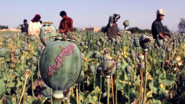 Маковое поле в Афганистане, фото из архива - Sputnik Азербайджан