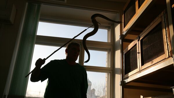 Змея в помещении, фото из архива - Sputnik Азербайджан