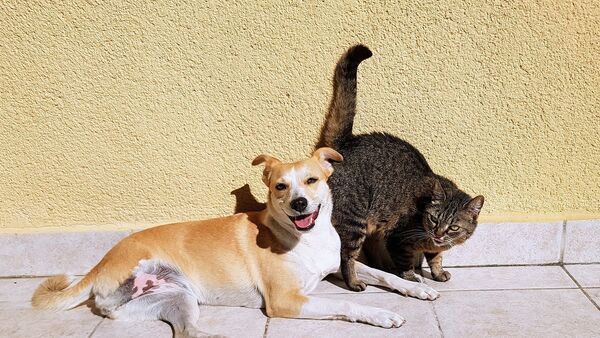 Собака и кошка, архивное фото - Sputnik Азербайджан