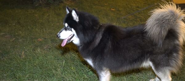 Опрос в бакинском парке: в ответе ли мы за тех, кого приручили? - Sputnik Азербайджан