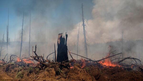 Последствия лесных пожаров, фото из архива - Sputnik Азербайджан