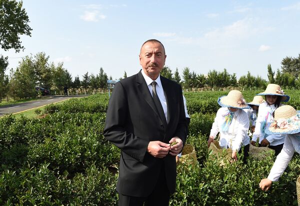 Президент Алиев на чайной плантации ООО Yaşıl Çay фермера Араза Ягубова Президент Алиев на чайной плантации ООО Yaşıl Çay фермера Араза Ягубова - Sputnik Азербайджан