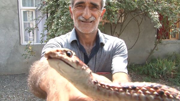 Азербайджанец разводит змей у себя во дворе - Sputnik Азербайджан