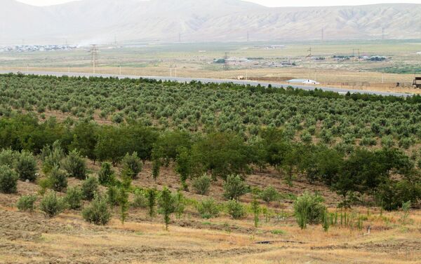 Озеленение территорий, расположенных вдоль трассы Баку-Шамаха - Sputnik Азербайджан