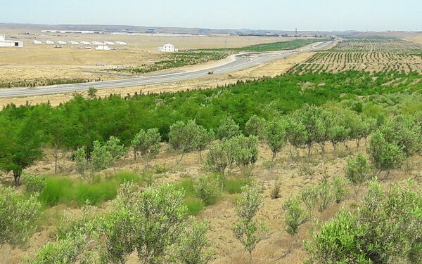 Озеленение территорий, расположенных вдоль трассы Баку-Шамаха - Sputnik Азербайджан