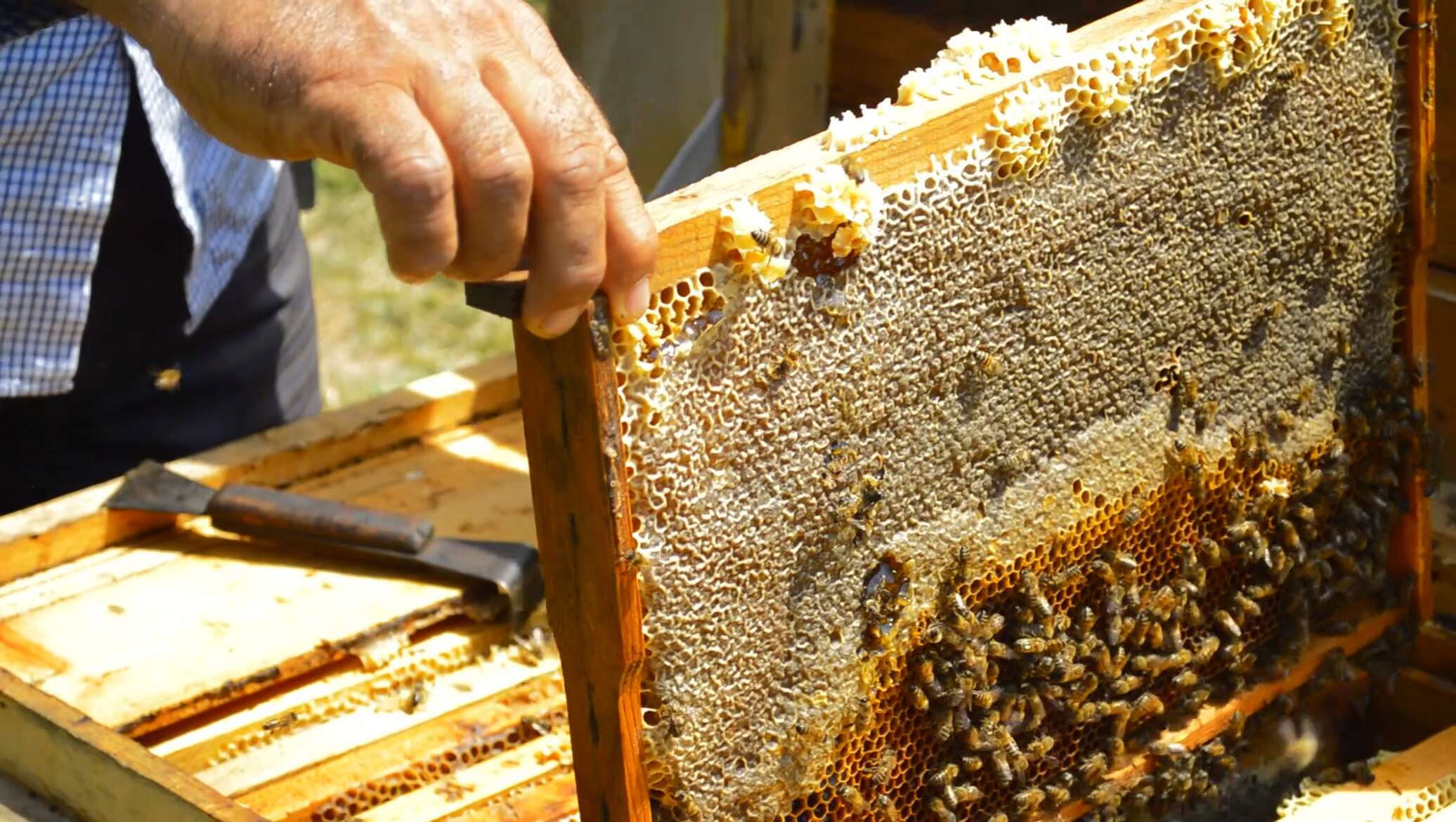 Пчелосемьи купить воронежская. В Кыргызстане насчитывалось 12 тыс пчеловодов. Пчёлы купить цена. Продажа пчел в Опочке. Купить пчел Омск.