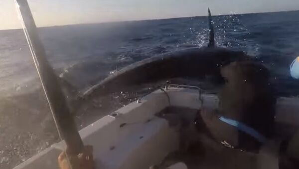 Видеофакт: голубой марлин устроил драку с рыбаком - Sputnik Азербайджан