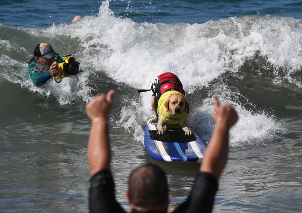 Ежегодный турнир по собачьему серфингу Surf City Surf Dog на пляже Хантингтон-Бич, Калифорния. 23 сентября 2017 года - Sputnik Азербайджан