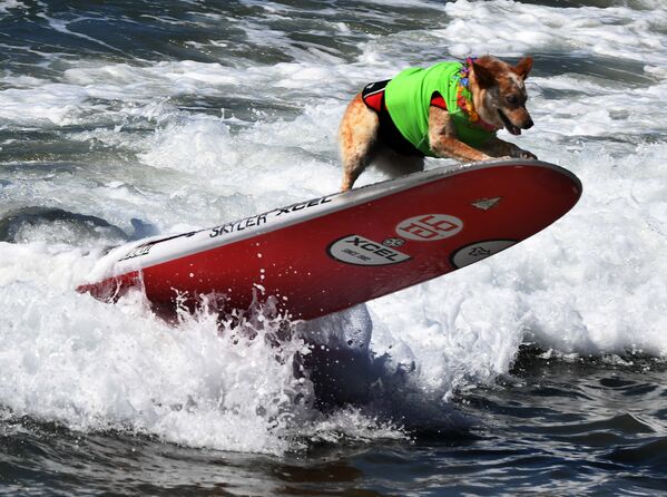 Ежегодный турнир по собачьему серфингу Surf City Surf Dog на пляже Хантингтон-Бич, Калифорния. 23 сентября 2017 года - Sputnik Азербайджан