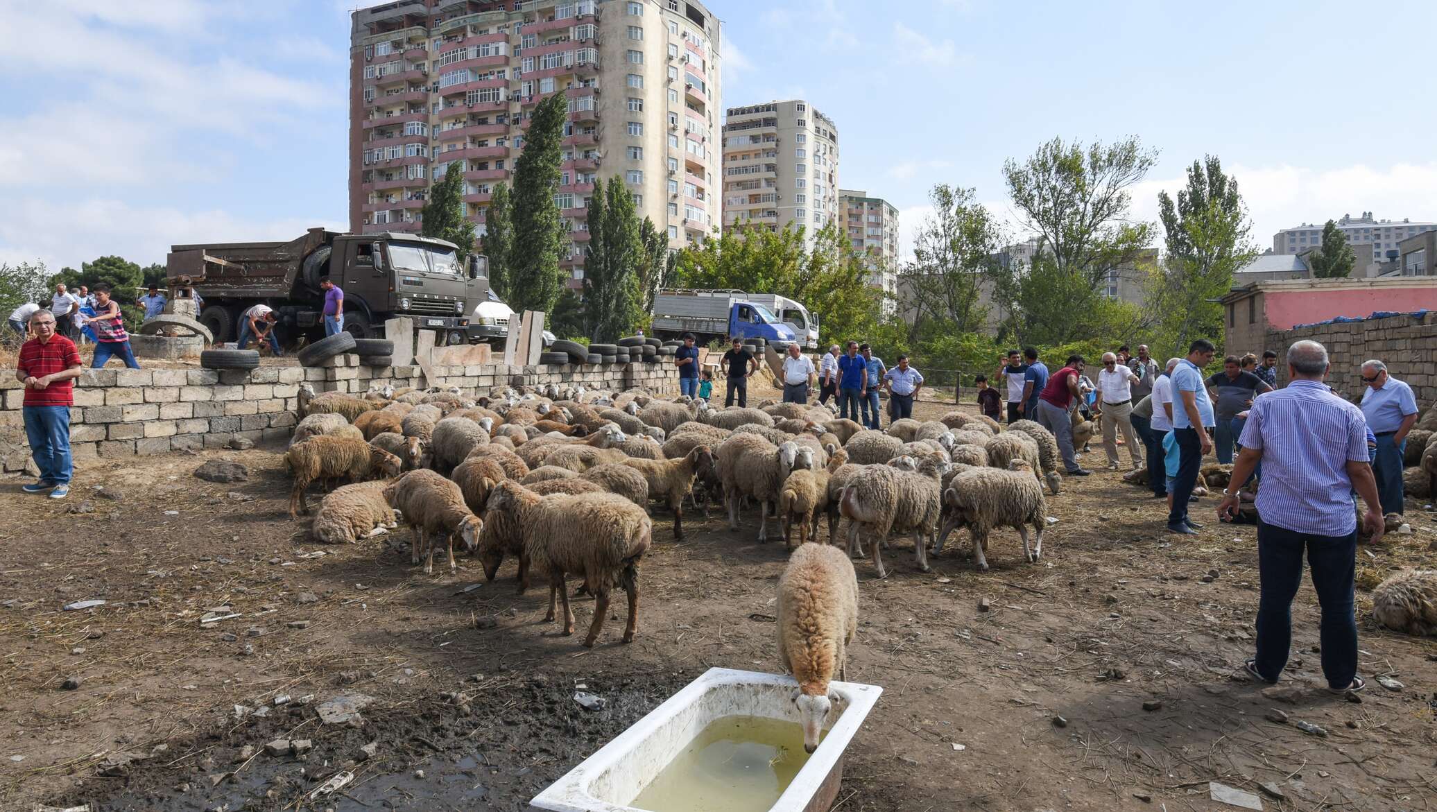 Коровы, бараны и куры становятся неотъемлемой частью пейзажа Баку -  28.09.2017, Sputnik Азербайджан