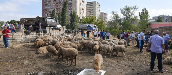 Мелкий рогатый скот в Баку, фото из архива - Sputnik Азербайджан