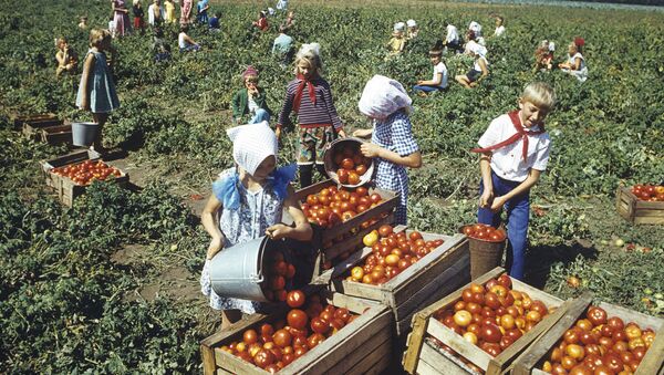 Сбор урожая томатов в колхозе, 1984 год - Sputnik Азербайджан