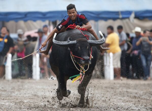 Ежегодная гонка буйволов в провинции Чонбури, Таиланд - Sputnik Азербайджан