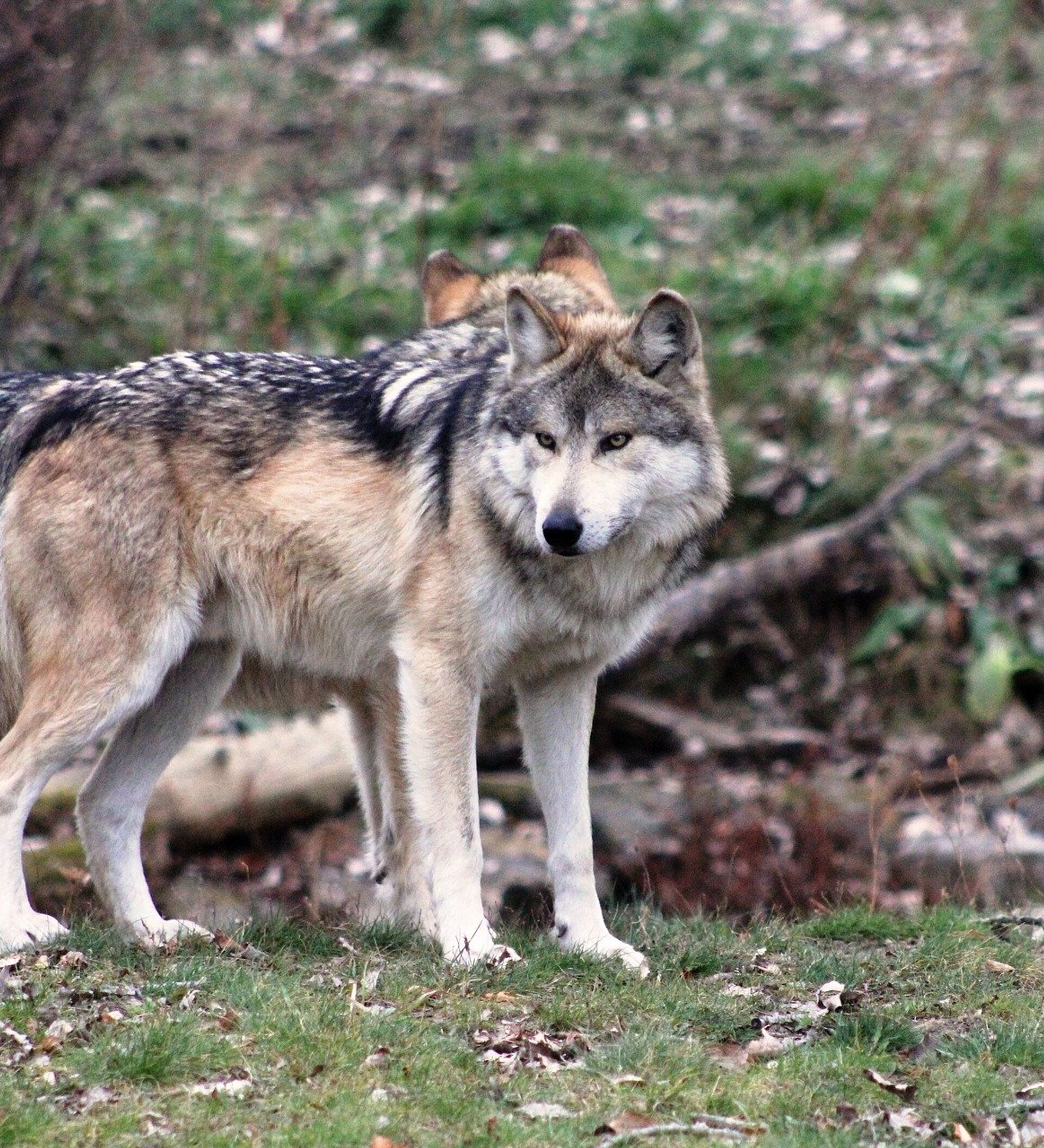 азербайджан волк