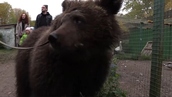 Как медведицу Дашу спасли из бродячего цирка - Sputnik Азербайджан