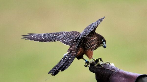 Птица на руке у охотника, фото из архива - Sputnik Азербайджан