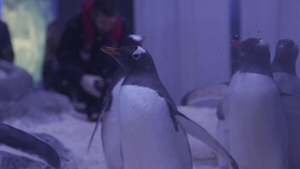 Пингвины хинду в лондонском аквариуме - Sputnik Азербайджан