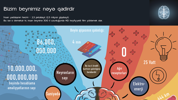 Beyin - Sputnik Azərbaycan