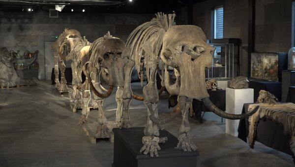 Скелеты “семьи” мамонтов, найденные в Сибири, уйдут с молотка - Sputnik Азербайджан