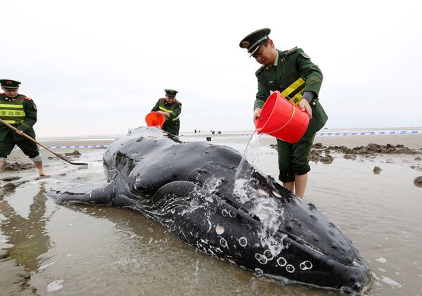 Сотрудники полиции поливают водой оказавшегося на мели горбатого кита в провинции Цзидун, Китай. - Sputnik Азербайджан