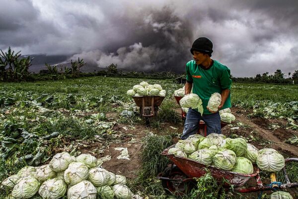 Сбор урожая капусты во время извержения вулкана Синабунг в индонезийской провинции Северная Суматра. - Sputnik Азербайджан