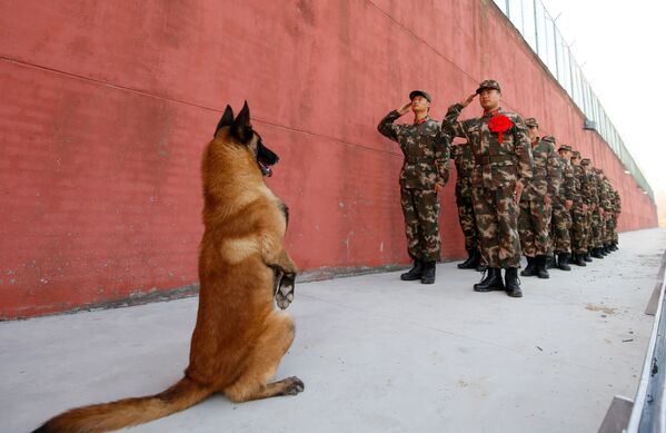 Армейская собака смотрит на то, как отставные солдаты отдают честь перед выходом на пенсию в Сукиане, провинция Цзянсу, Китай - Sputnik Азербайджан