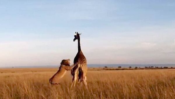 Лев против  жирафов – кадры схватки двух животных - Sputnik Азербайджан