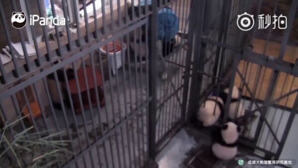 Маленькие панды вырвались на свободу - Sputnik Азербайджан