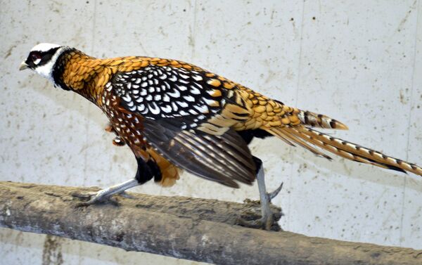 Редкие виды птиц, которых разводит житель Лянкяранского района Мир Аббас Аббасов - Sputnik Азербайджан