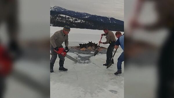 В США спасли лосей, провалившихся под лед - Sputnik Азербайджан
