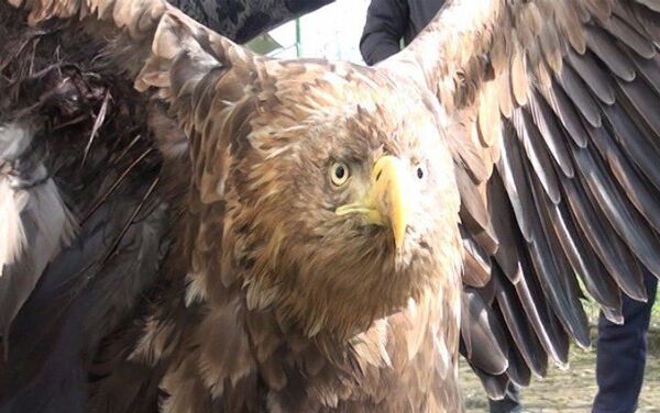 Орел, пойманный жителем села Хырмандалы Масаллинского района Анаром Гурбановым - Sputnik Азербайджан