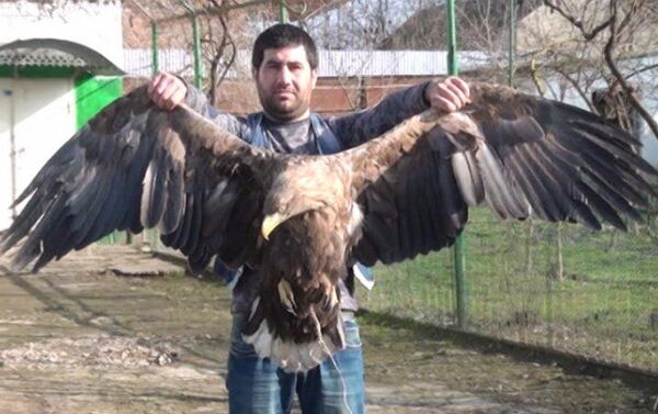 Житель села Хырмандалы Масаллинского района Анар Гурбанов и пойманный им орел - Sputnik Азербайджан