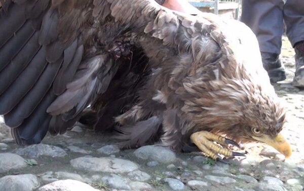 Орел, пойманный жителем села Хырмандалы Масаллинского района Анаром Гурбановым - Sputnik Азербайджан