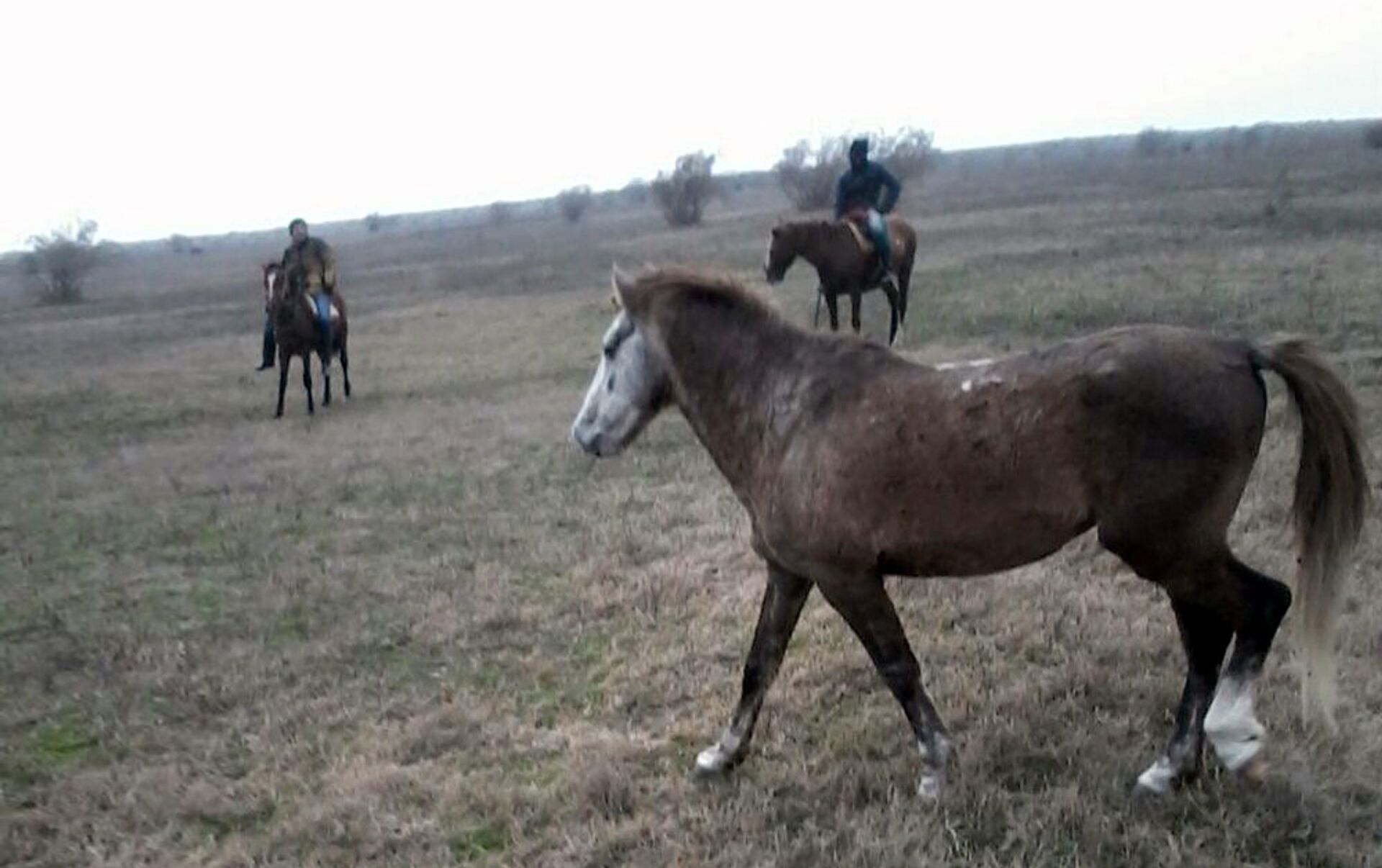 Собака 3 лошадь 5. Лошадь которая она живет в соль Илецке. Оренбургская область соль Илецкий район авито лошади. Лошадь в трешпольке. Qarabag atlari photo.