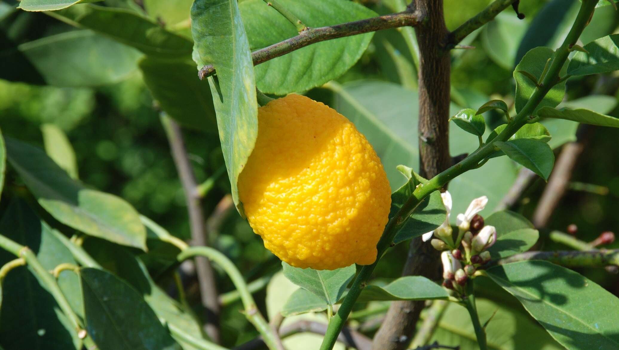 Lemon tree. Лимон. Лимон фото. Лимон дерево. Лимонное дерево с шипами.