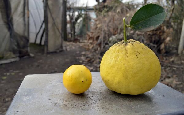 Özbək limonu - Sputnik Azərbaycan