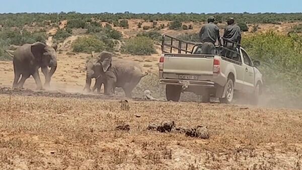 Слоненка в Африке спасли из ямы с грязью - Sputnik Азербайджан