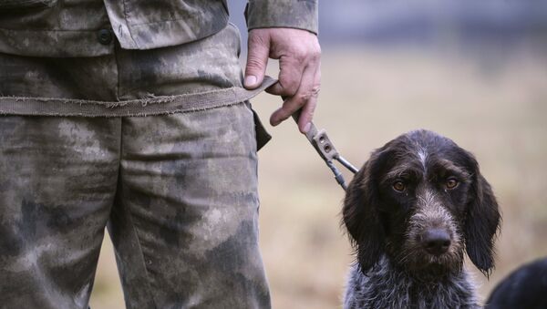 Охотник с собакой, архивное фото - Sputnik Азербайджан