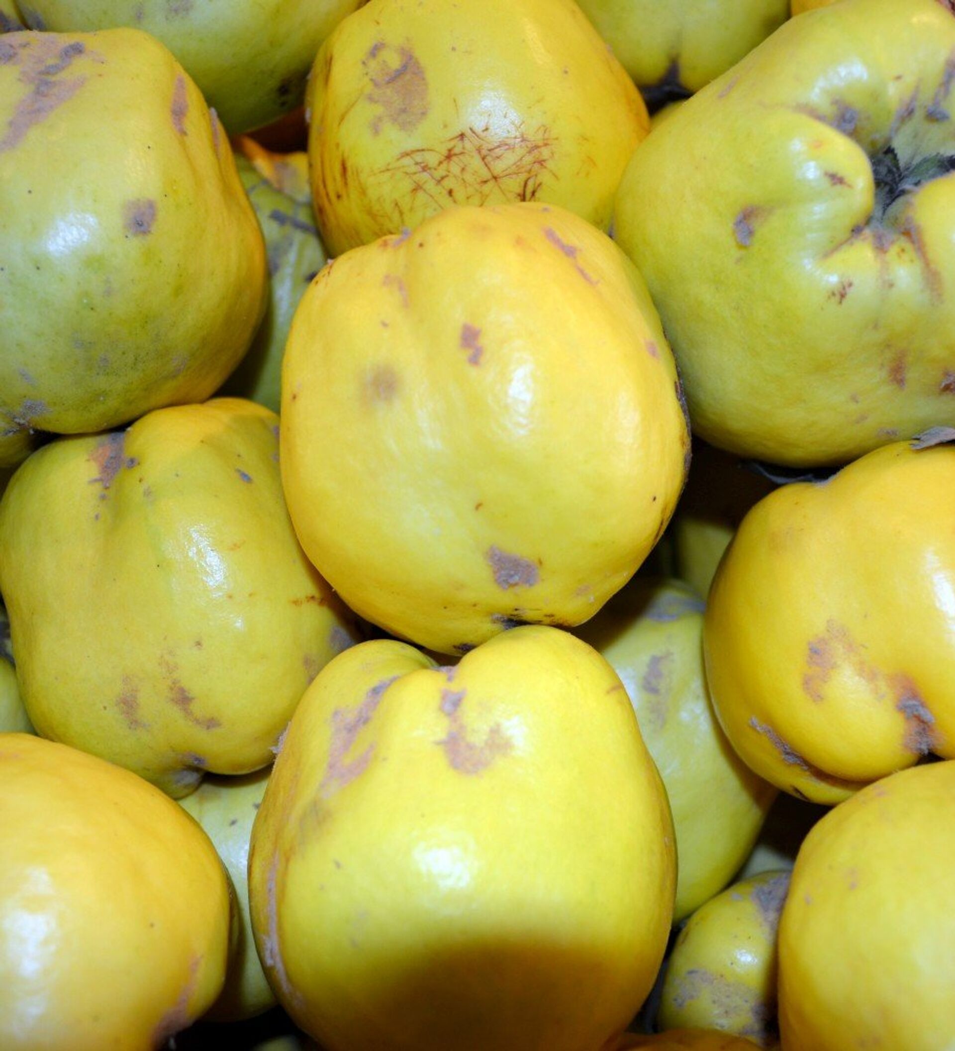 Айва фрукт как есть. Айва фрукт вкус. Айва со сливками. Какой плод у айвы. Фото айвы сухой Тайланд.